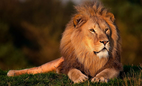 Иллюстрация к статье: Урок маркетинга и концентрации от укротителя львов!