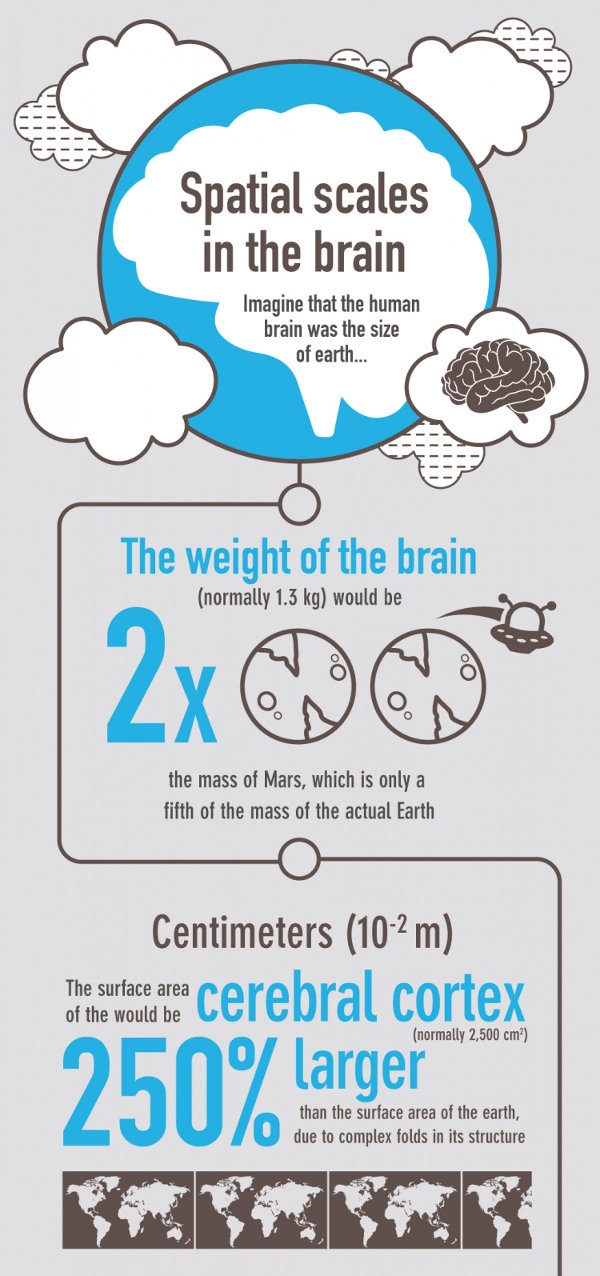 Невероятные факты о головном мозге