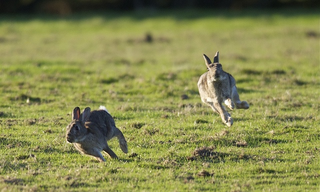 Погоня за двумя зайцами: как расширение бизнеса влияет на эффективность