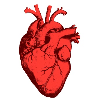 Иллюстрация к статье: Почему символ сердца ♥ выглядит именно так?