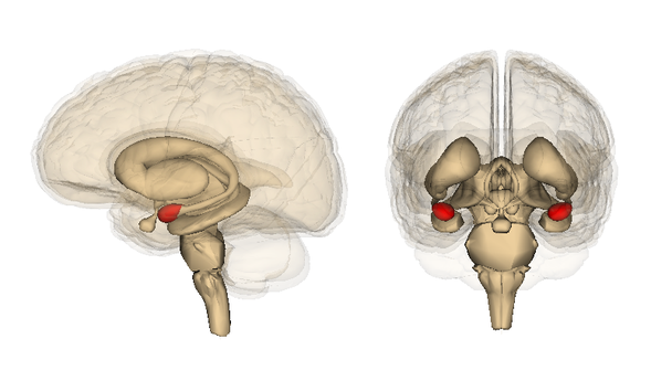 На фото показана активность миндалевидного тела головного мозга человека.