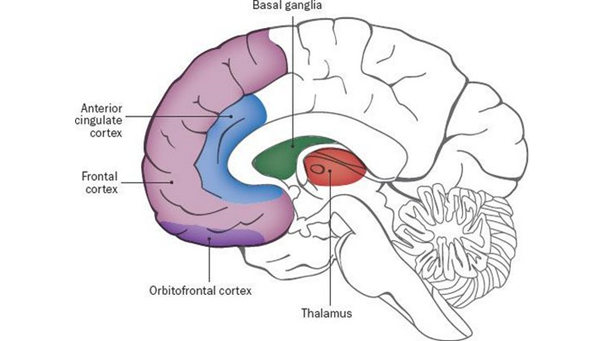 Структура человеческого мозга