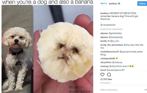 Когда ты собака и одновременно банан