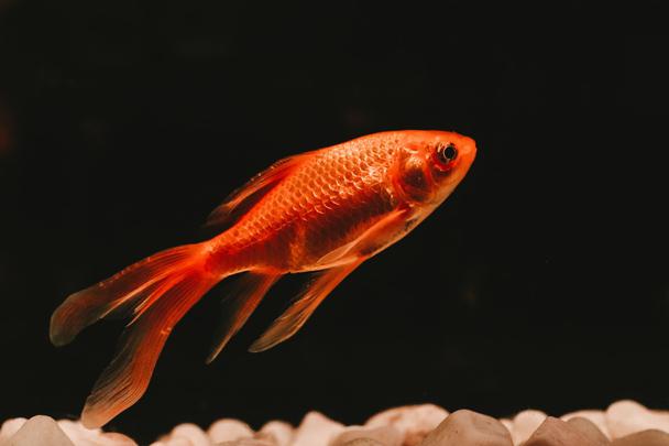 Чтобы утверждать, что объем внимания человека меньше, чем у золотой рыбки, нужно сначала измерить объем внимания золотой рыбки.